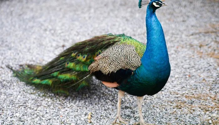 孔雀舞是哪个民族的