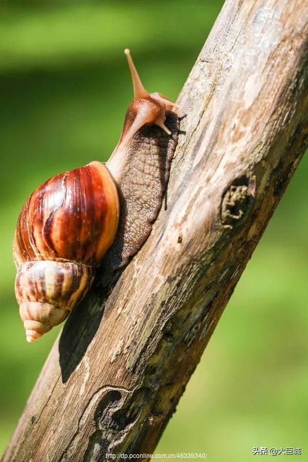 世界上牙齿最多的动物是什么？