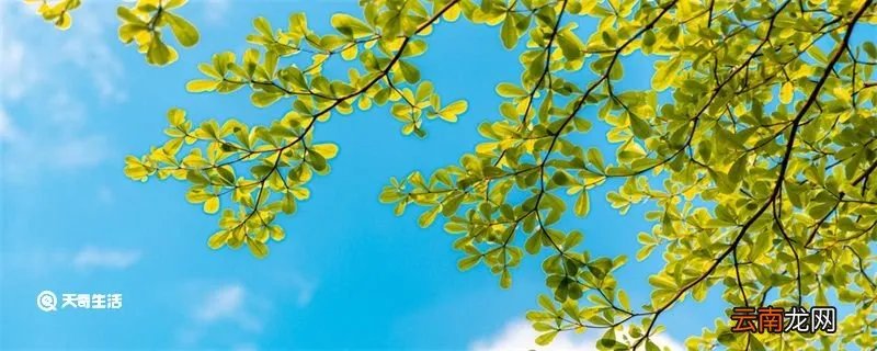 立夏下雨有说法吗 立夏下雨有什么说法