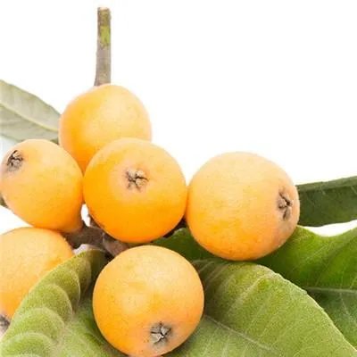 扁桃体发炎吃什么食物消炎