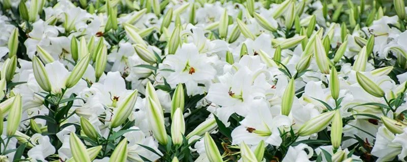 送百合花代表什么 送百合花代表什么意思