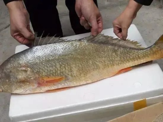 金钱猛鱼图片价格多少钱一斤 吃金钱猛鱼有什么功效