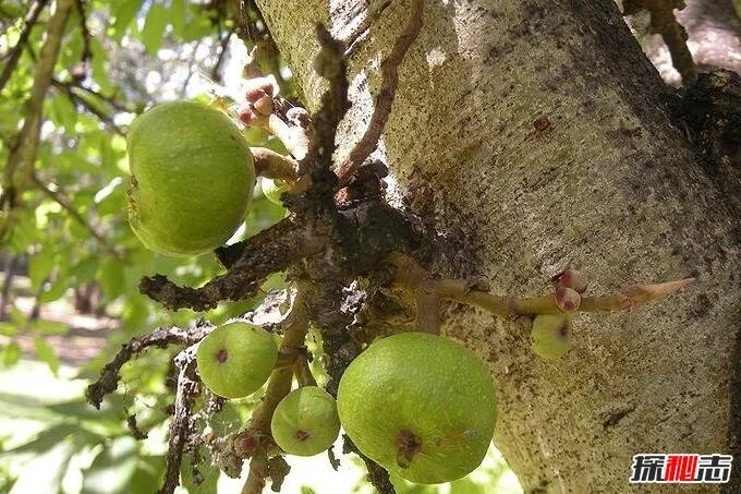 世界上最稀有的花：优昙婆罗花3000年开花(无根无茎)