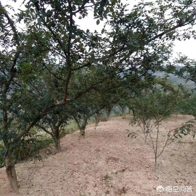 种花椒前景如何?