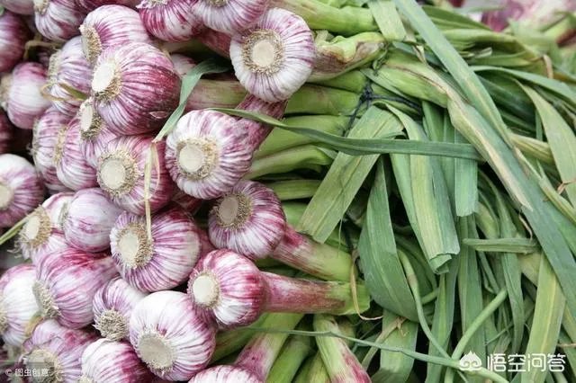 大蒜种植用什么肥料？