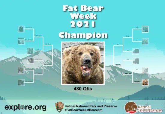 美国动物园举办“胖熊”比赛 冬眠前后对比照惊人