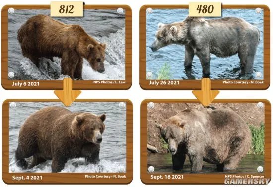 美国动物园举办“胖熊”比赛 冬眠前后对比照惊人