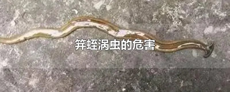 笄蛭涡虫的危害