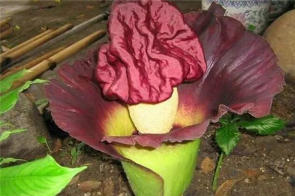 世界上最神秘的花排行榜 幽灵兰花上榜第四长相恐怖