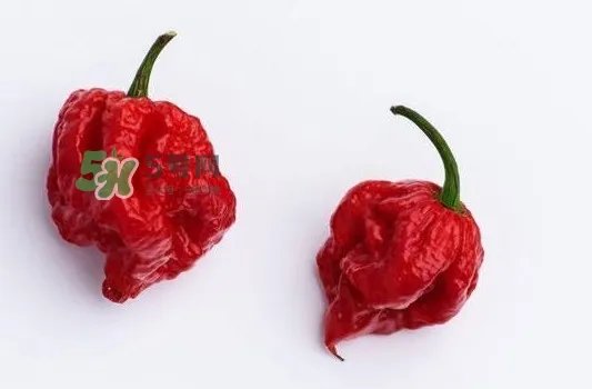 卡罗莱纳死神辣椒辣死过人吗？死神辣椒究竟有多辣