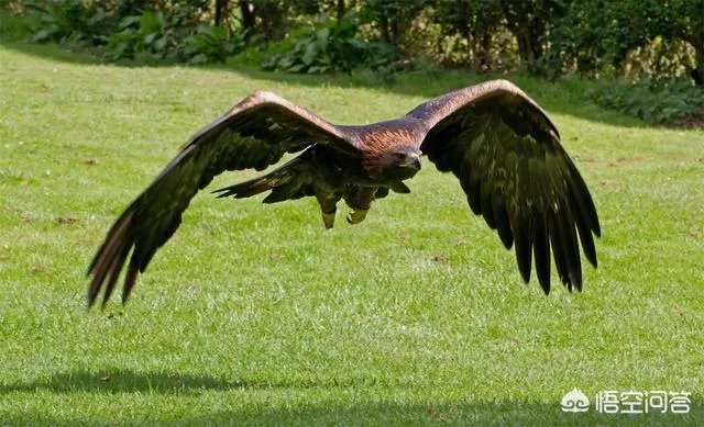 金雕有多大？能把人抓上天吗？
