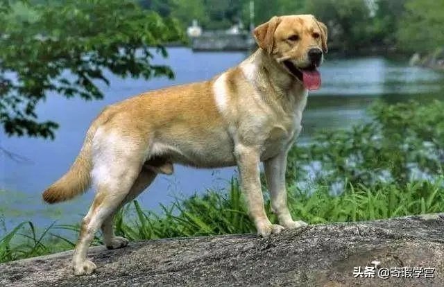 农业农村部征求意见：狗为伴侣动物拟禁食。你怎么看？