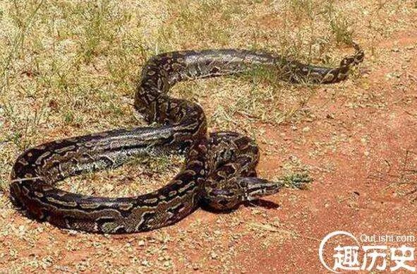 盘点蛇类的世界之最，最大的蛇亚马逊巨蟒即将灭绝