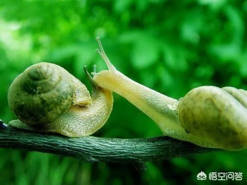 世界上牙齿最多的动物是什么？