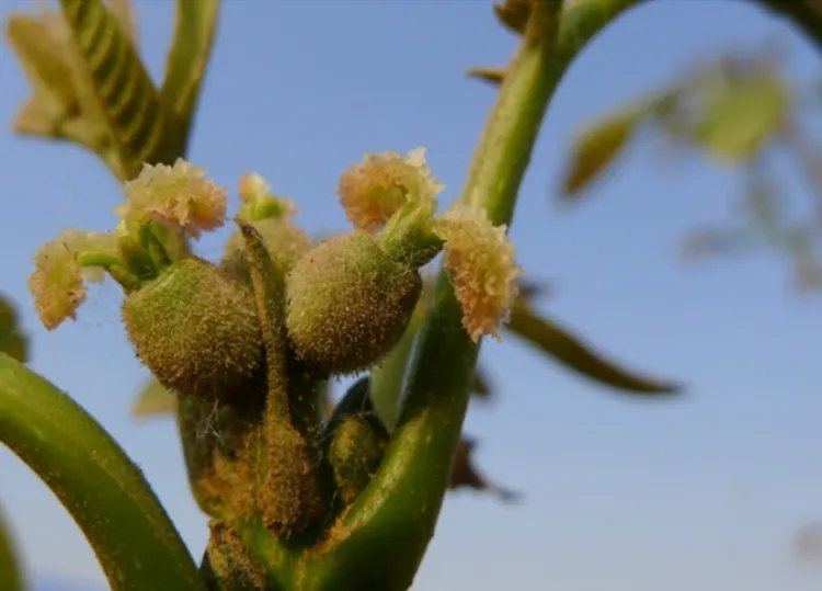 核桃花的功效与作用