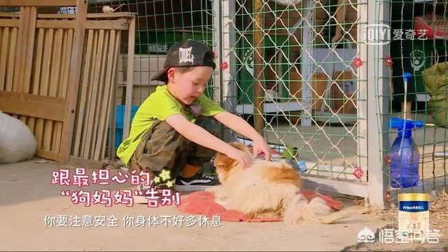 邓莎家的大麟子你们喜欢吗？