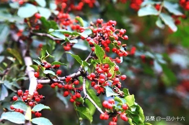 种花椒前景如何?