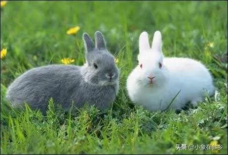 种兔该怎么养殖？