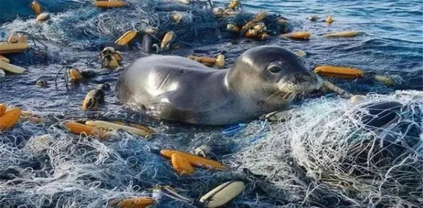 抹香鲸被渔网困住，为何人类解救了整整一天仍未成功？