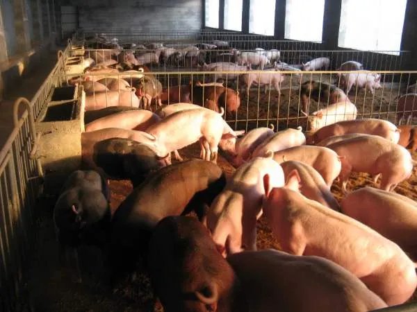 配制生猪饲料,都有哪些要领?