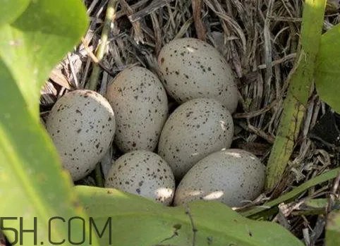 野鸡蛋多少钱一个 野鸡蛋怎么辨别