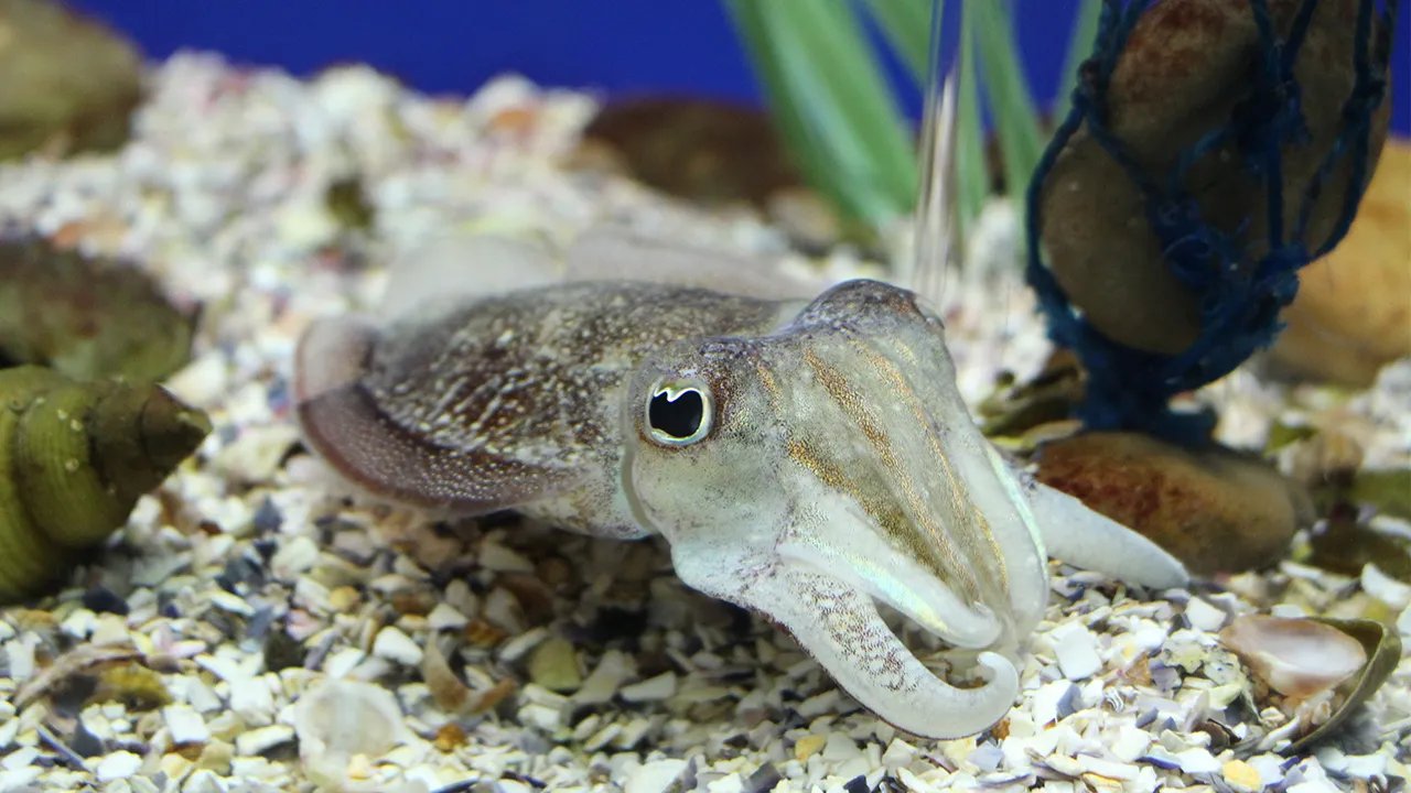 温泉鱼疗有什么功效和作用 温泉鱼疗对消除疲劳的效果好吗