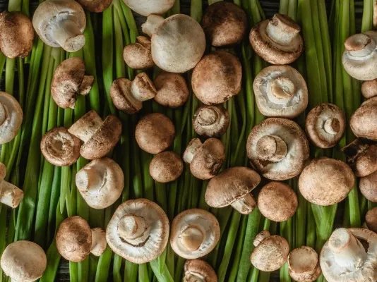 茶树菇的营养价值