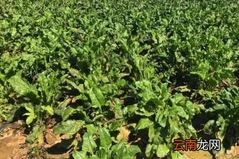 干旱地区种什么好