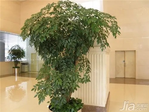 幸福树怎么养?幸福树的养殖方法和注意事项