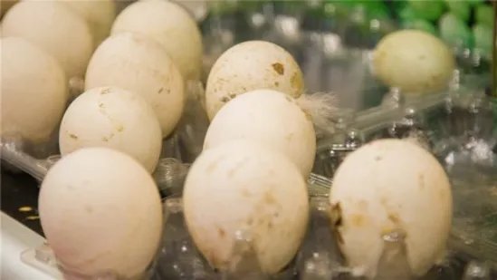 孕妇吃鹅蛋有什么好处