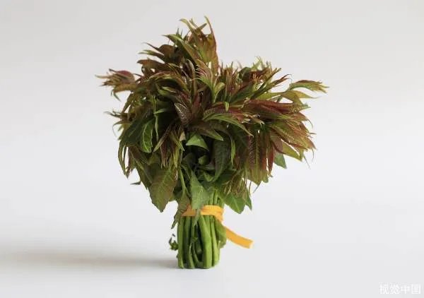 香椿价格已降至20元一斤,什么是香椿?