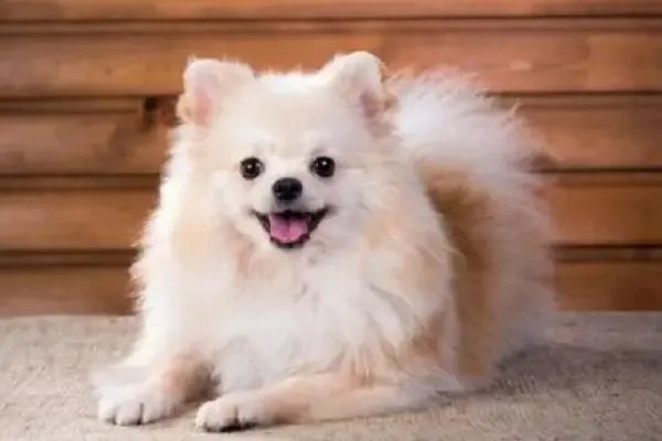 狗的种类介绍及图片