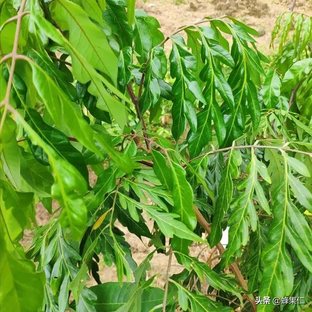 中国最出名的龙眼产地是哪里