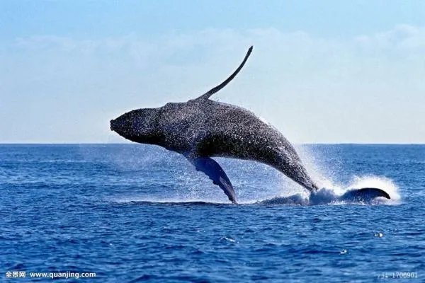 鲸的种类有哪些？