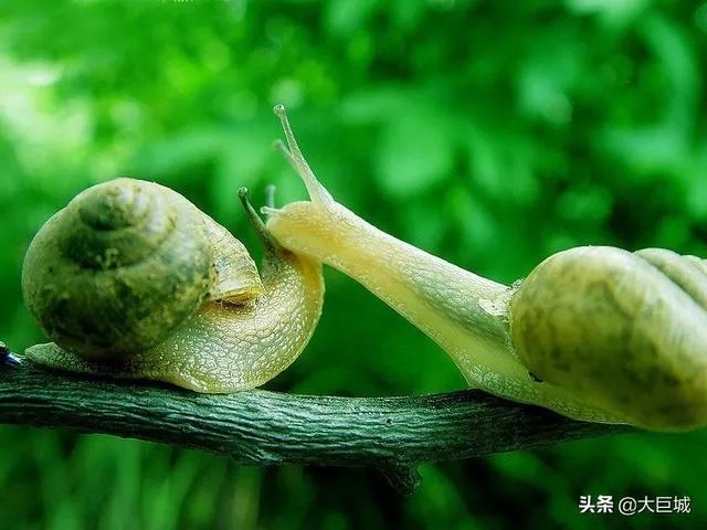 世界上牙齿最多的动物是什么？