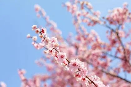 辟邪桃木是什么桃树,什么样的桃木辟邪最好?