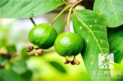 芭乐的营养价值是什么