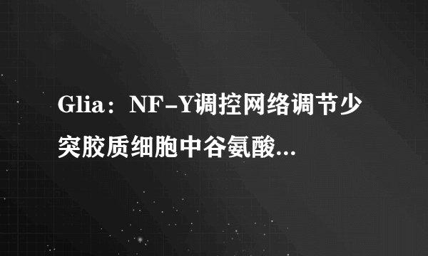 Glia：NF-Y调控网络调节少突胶质细胞中谷氨酸受体4的表达