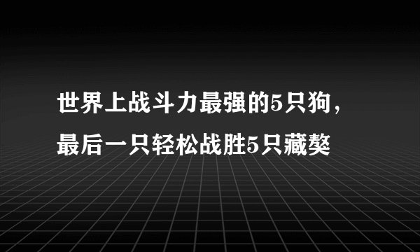 世界上战斗力最强的5只狗，最后一只轻松战胜5只藏獒