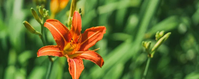 萱草花语 萱草花语是什么