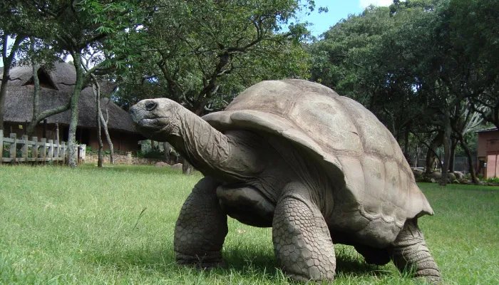 巴西龟怎么养 巴西龟的养法