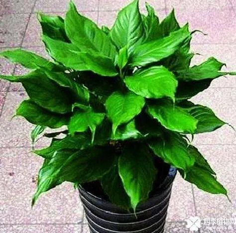 万年青的象征意义是什么?