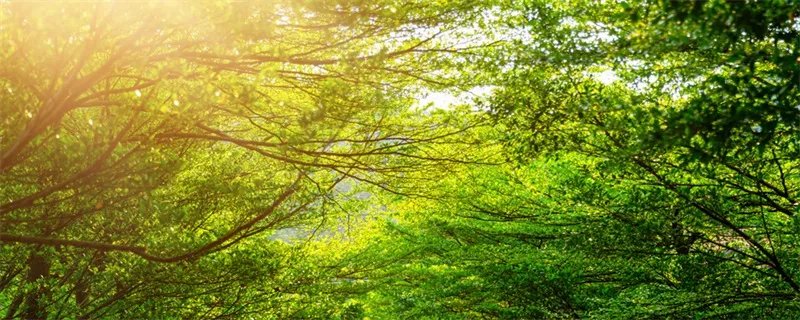 绿色植物的作用