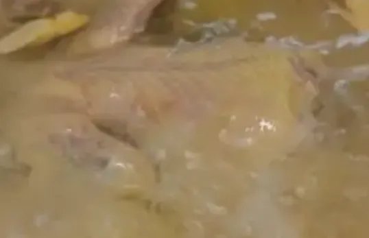 家常炖鸽子汤的做法