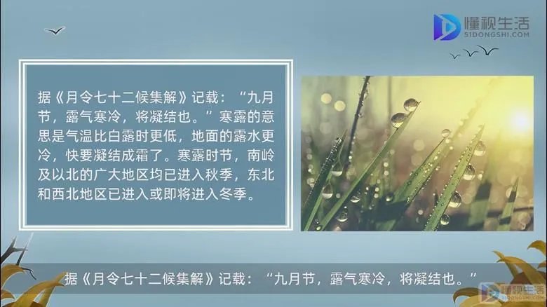 寒露是几月几日