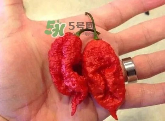 卡罗莱纳死神辣椒辣死过人吗？死神辣椒究竟有多辣