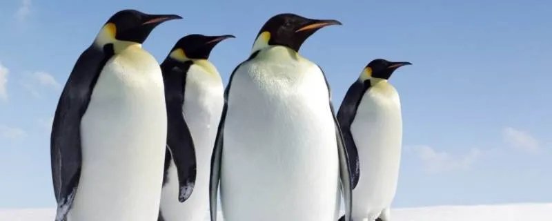 企鹅吃什么