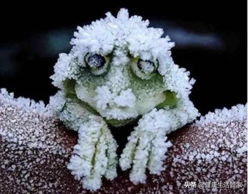 在人的五官中哪个器官最怕冷？