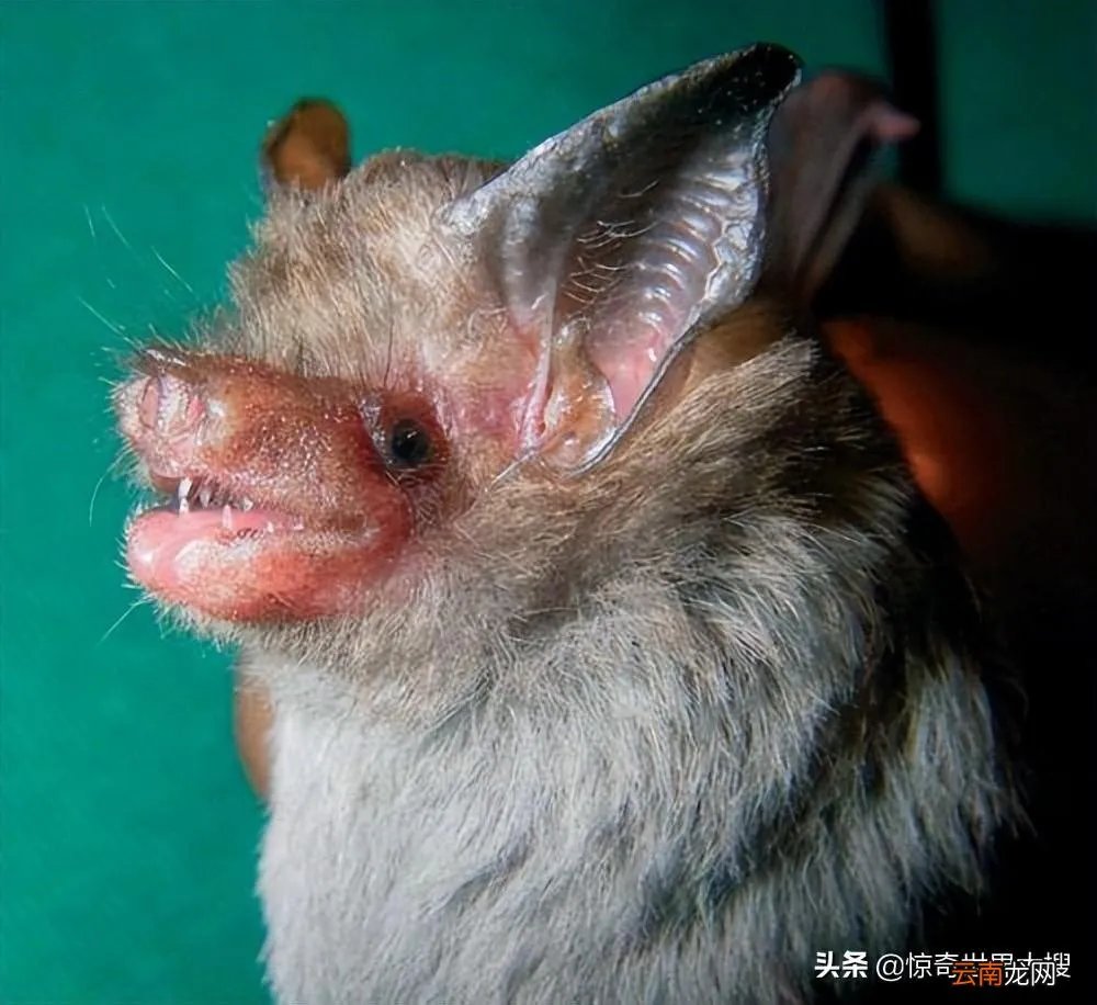 10种长相怪异的逆天蝙蝠 金冠飞狐的真实图片( 二 )