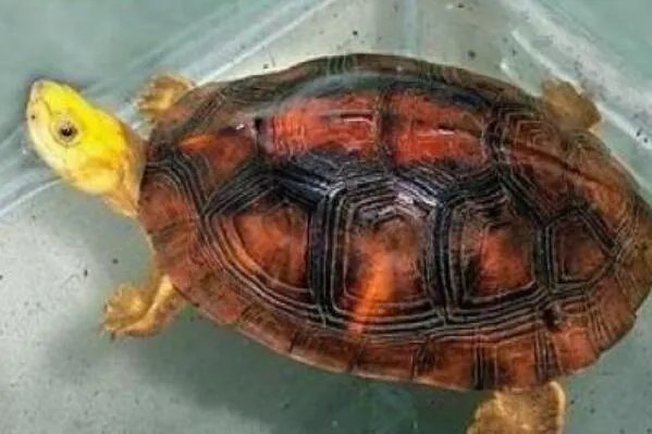 中国十大名贵乌龟 金钱龟上榜,第一被誉为“千年神龟”